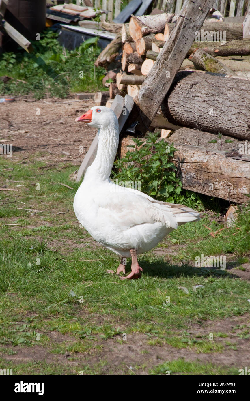 Oca embden Anser anser domesticus Anser cygnoides Foto Stock