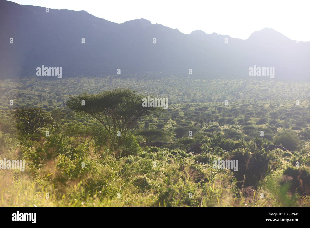 Kenya, Africa, Tsavo ovest del Parco Nazionale, la natura paesaggio tramonto Foto Stock