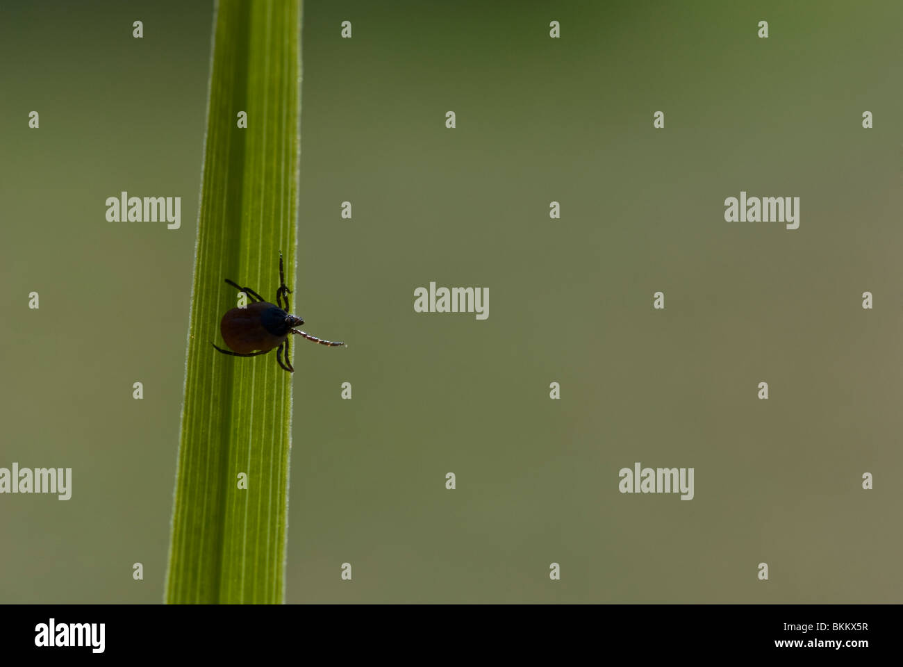 Tick strisciando sull'erba. Foto Stock