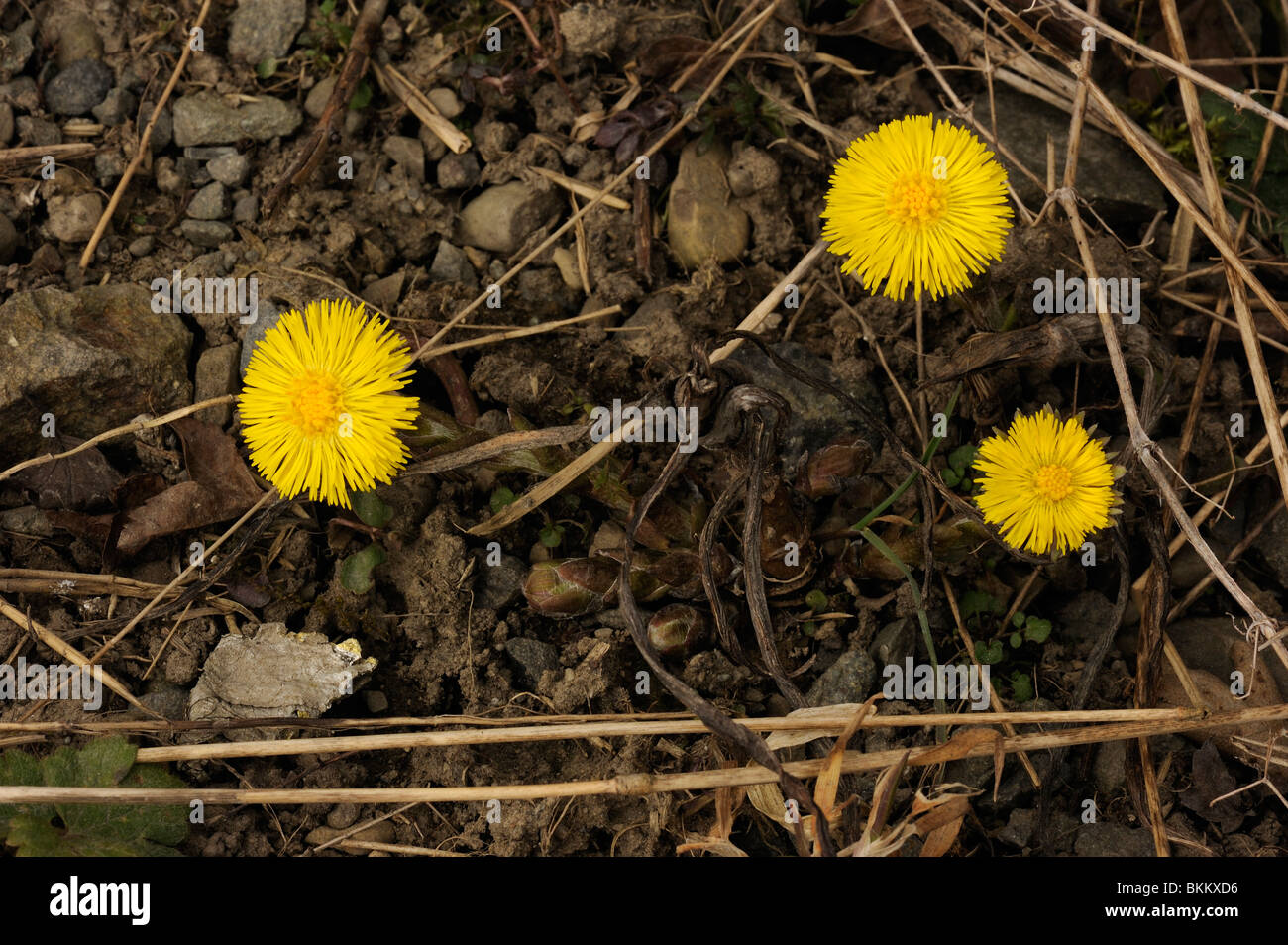 Colt-piede Foto Stock