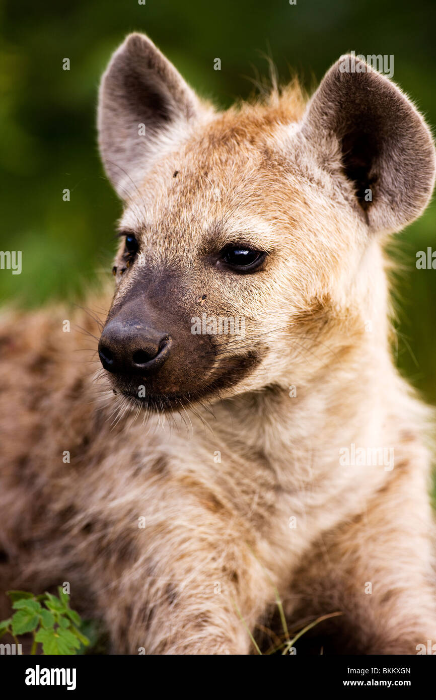 Spotted Hyaena Foto Stock