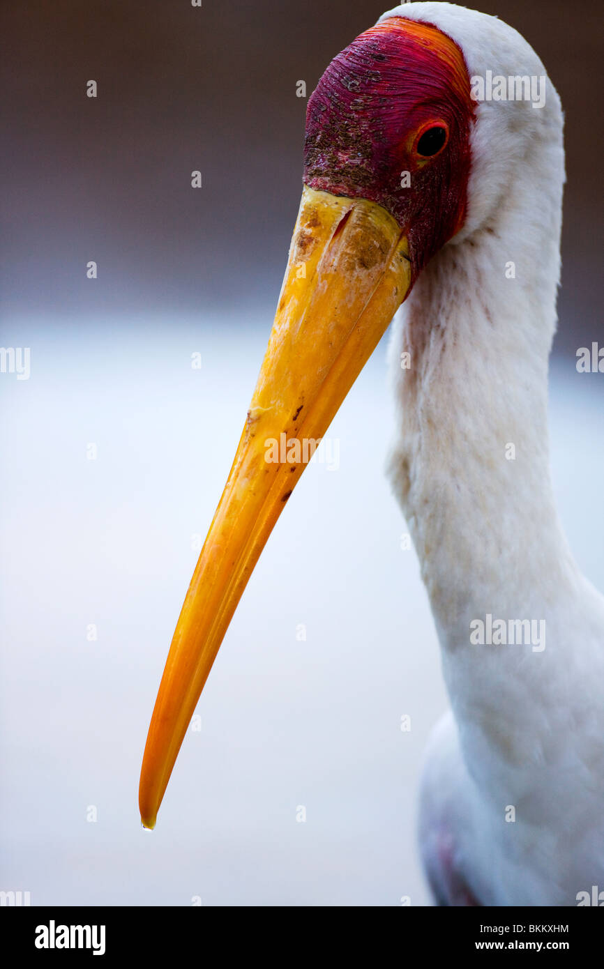 A sella Cicogna fatturati Foto Stock