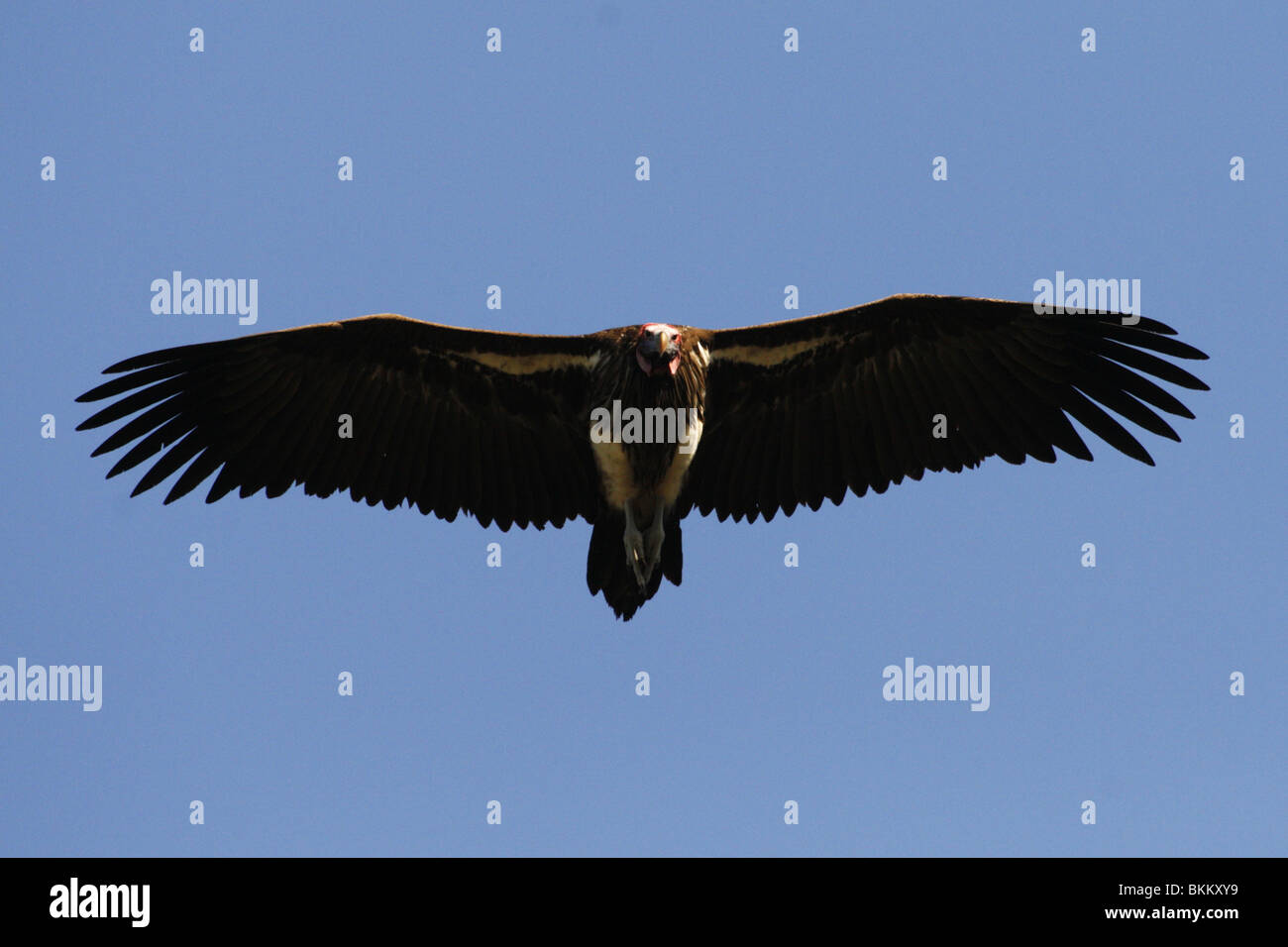 Falda di fronte avvoltoio, sud africa, battenti Foto Stock