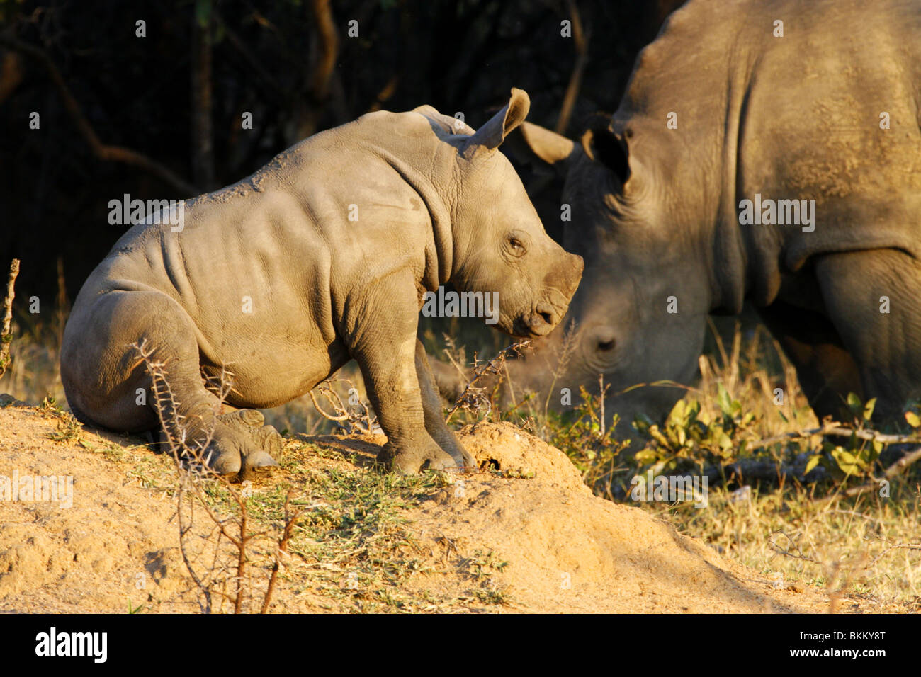 Bianco, bambino rinoceronte, seduto nella sabbia nel Parco Nazionale Kruger Sud Africa Foto Stock