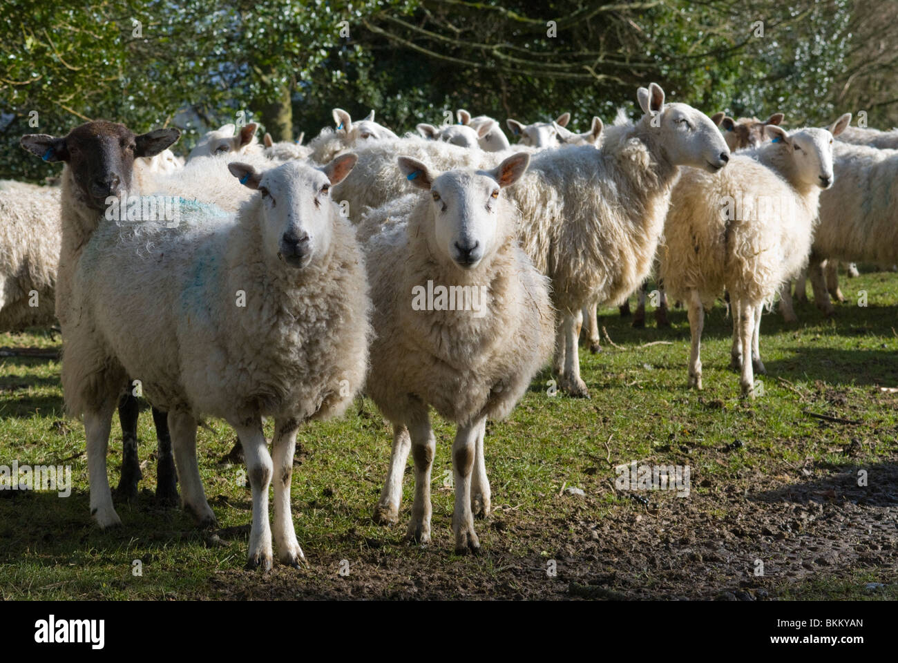 Pecore in Welsh Marches Foto Stock