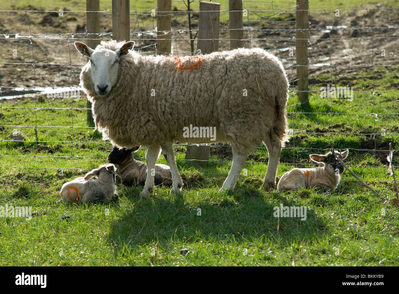 Pecore in Welsh Marches Foto Stock