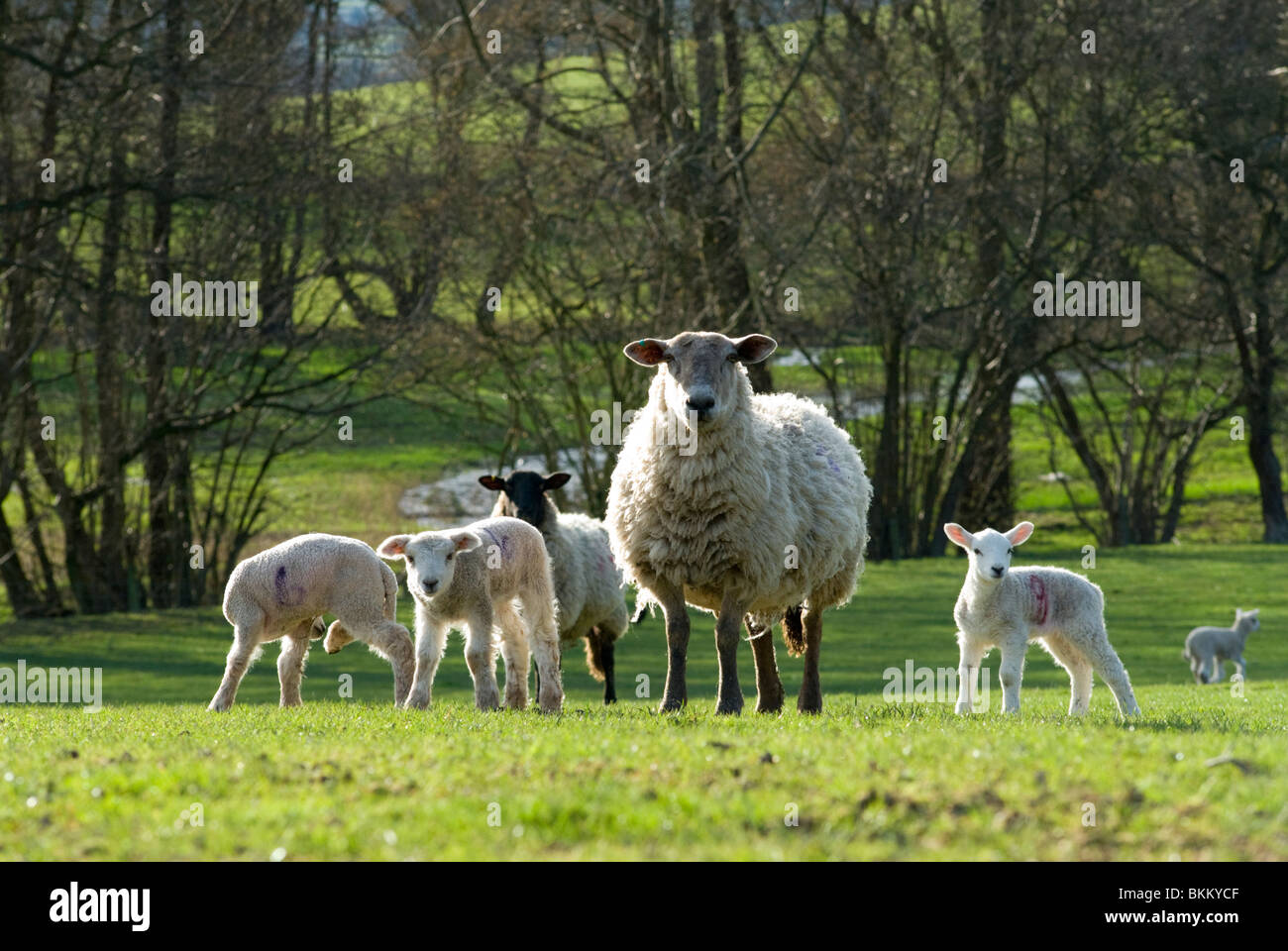 Pecore in Welsh Marches Foto Stock