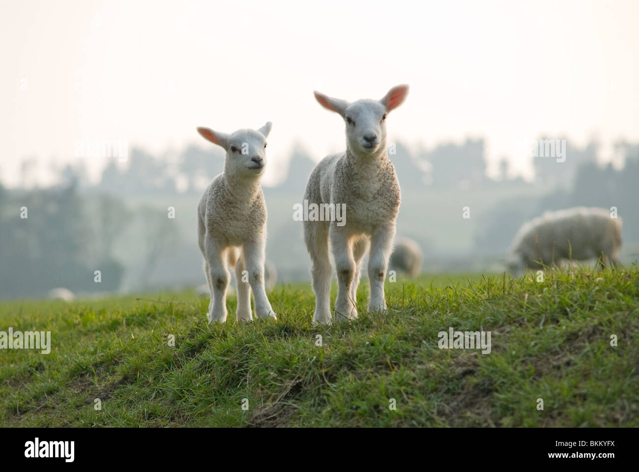 Pecore in Welsh Marches Foto Stock