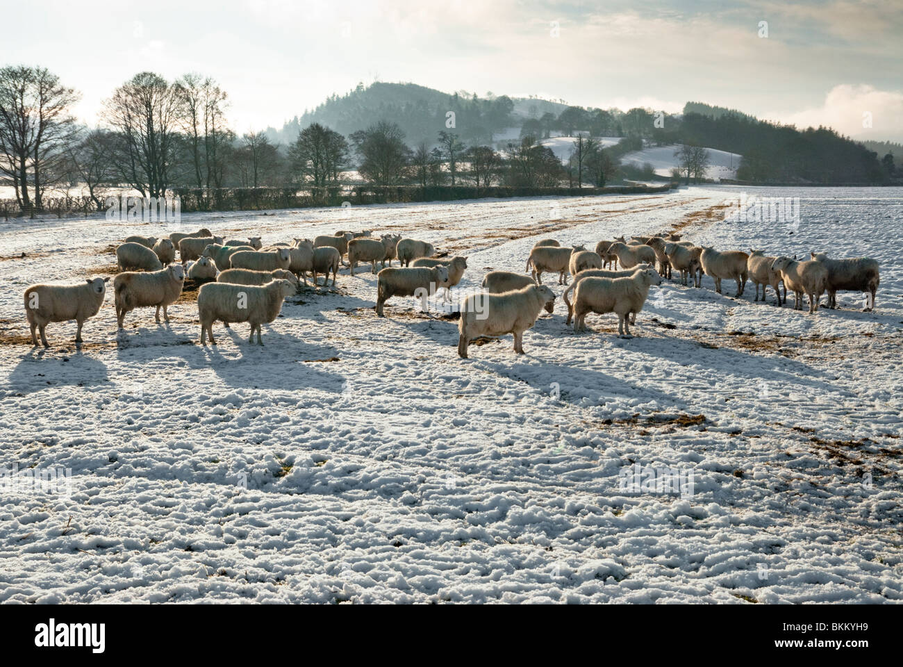 Pecore in una coperta di neve campo in Galles Foto Stock