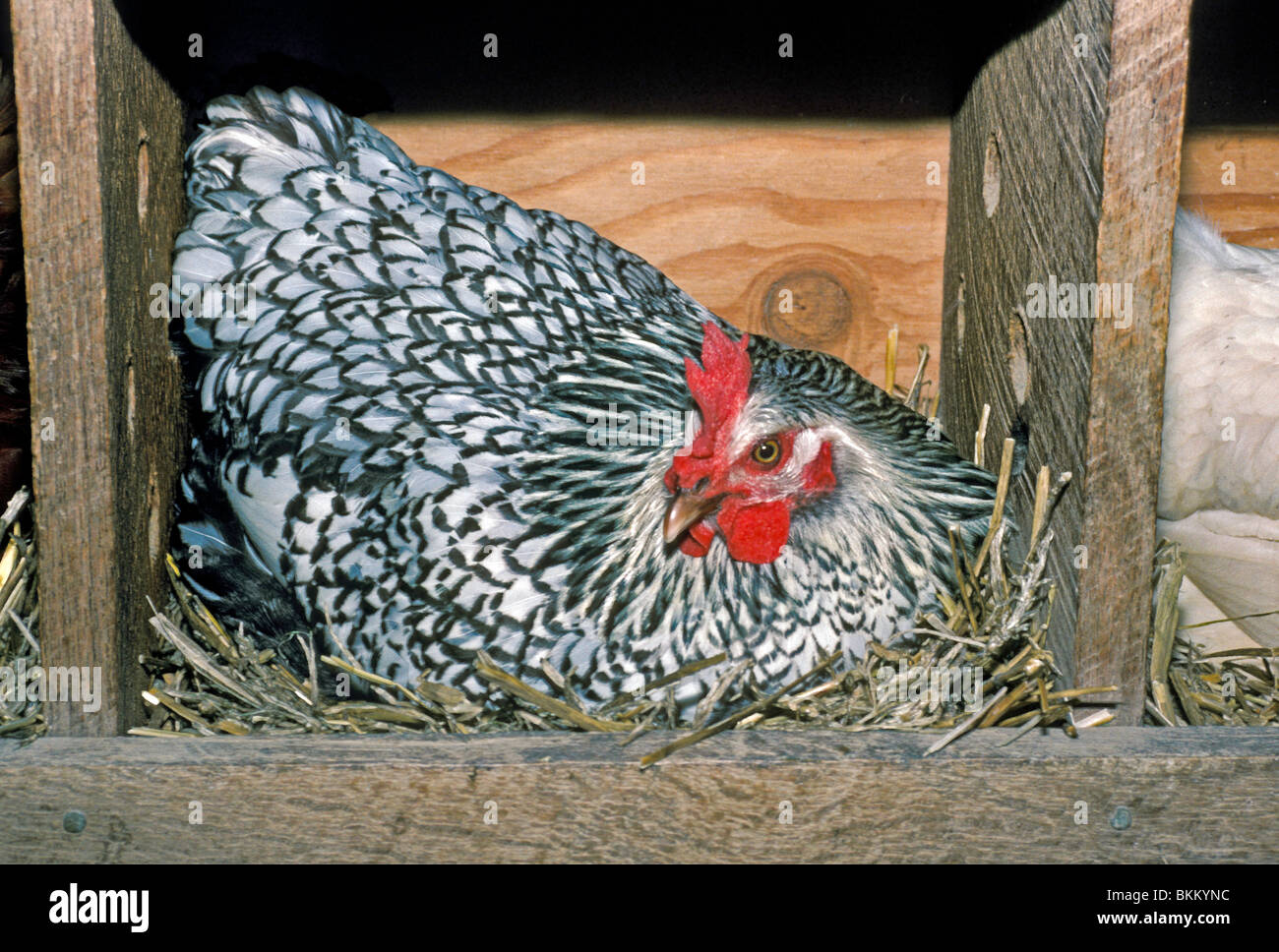 Argento cucita Wyandotte gallina nel pollaio la posa di box, famiglia di polli, Vermont Foto Stock