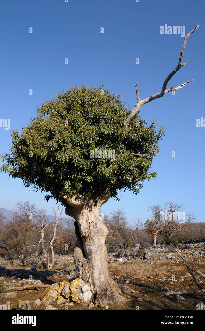 Strano albero in un campo, Tramuntana, isola di Cres, Croazia Foto Stock