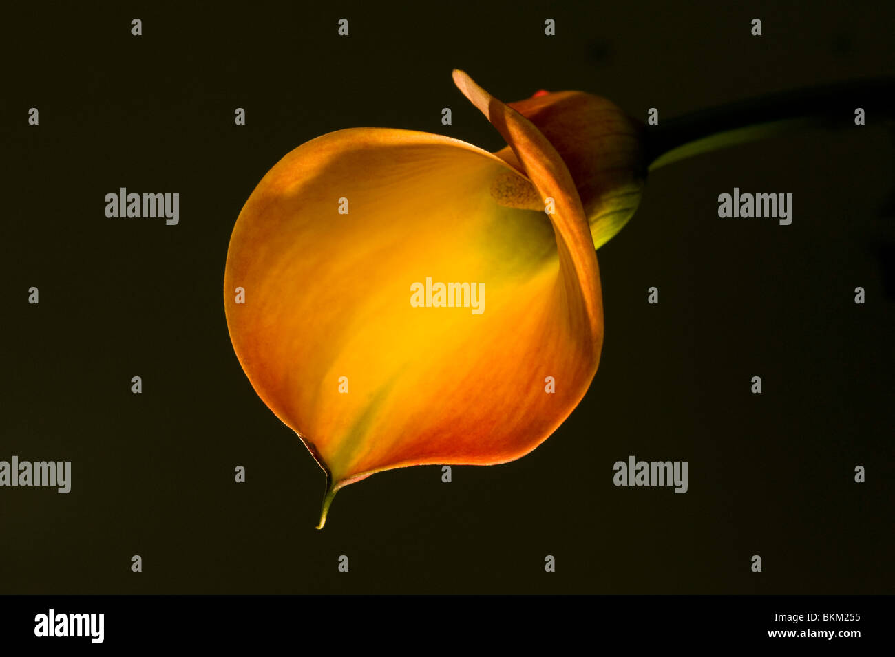 Orange arum o calla lily Zantedeschia accesa in fibra ottica Foto Stock