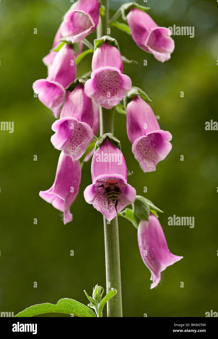 Bumblebee entrando foxglove flower Digitalis purpurea Foto Stock