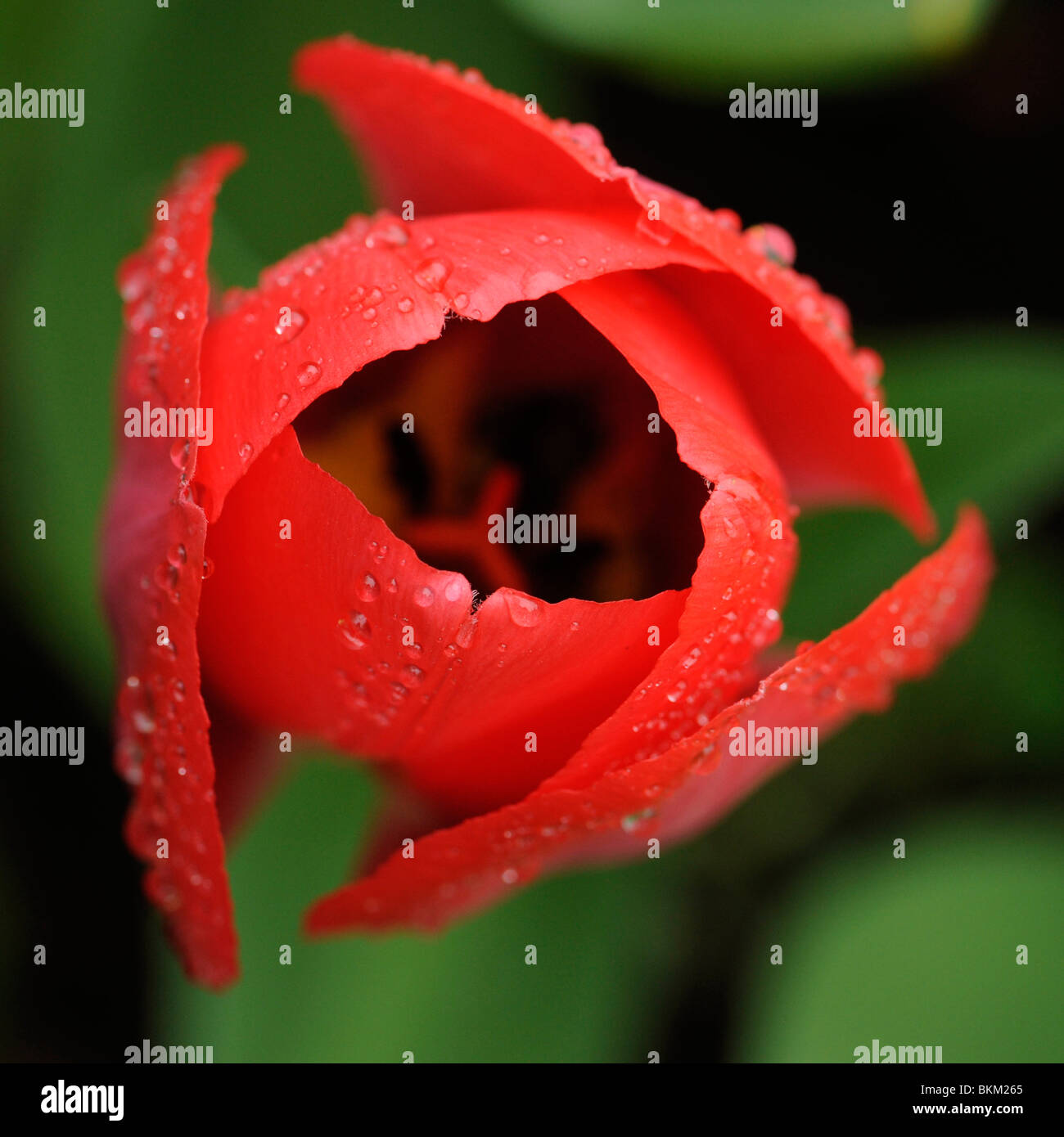 Gocce di pioggia sulla tulip flower Foto Stock
