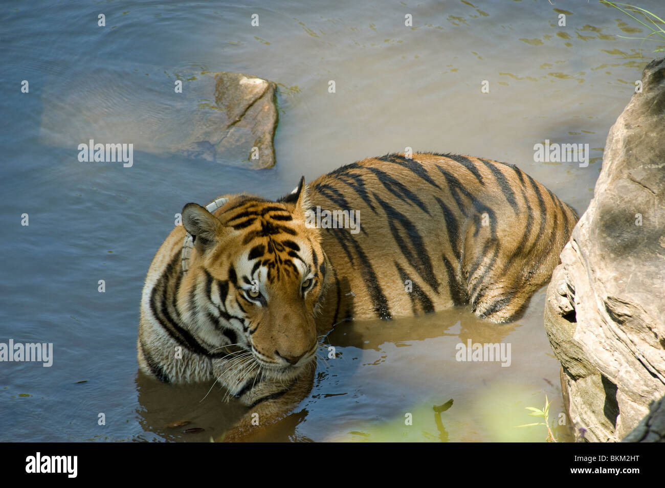 Tigre del Bengala rilassante mediante raffreddamento in acqua Kanha NP, India Foto Stock