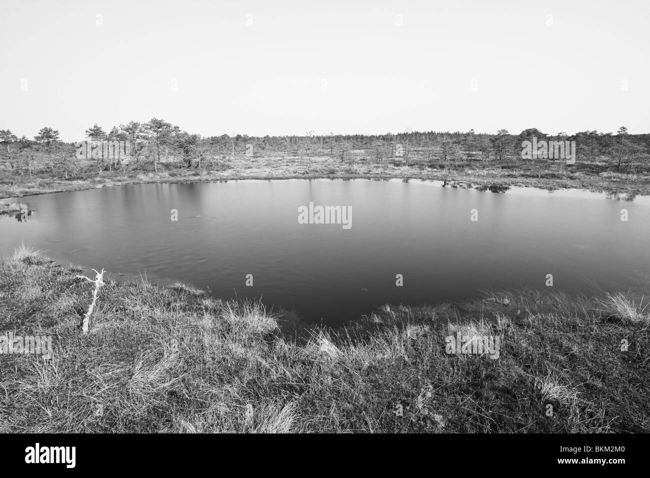 Bog piscina Foto Stock