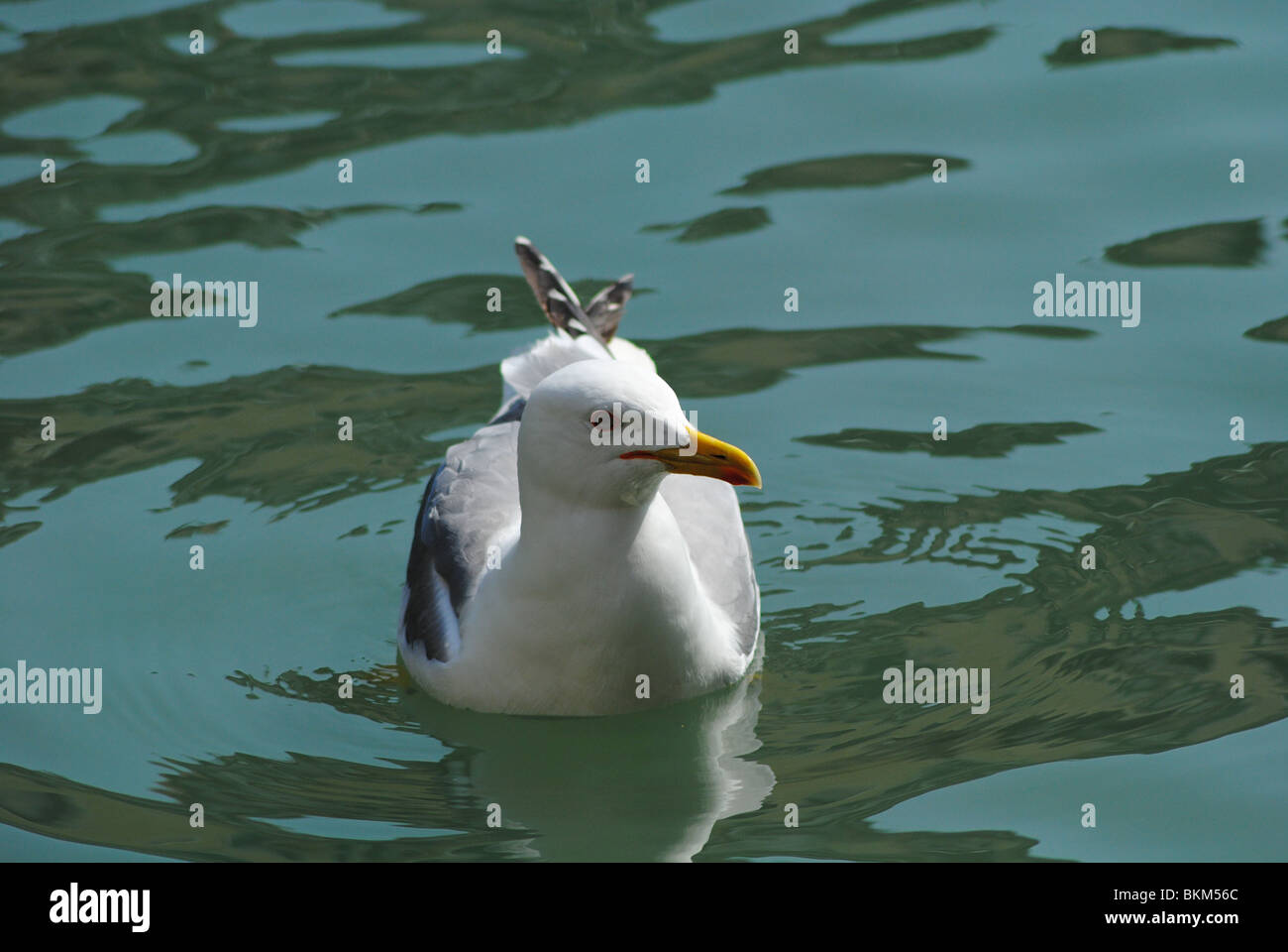 Seagull (aringa gabbiano), Venezia, Italia Foto Stock