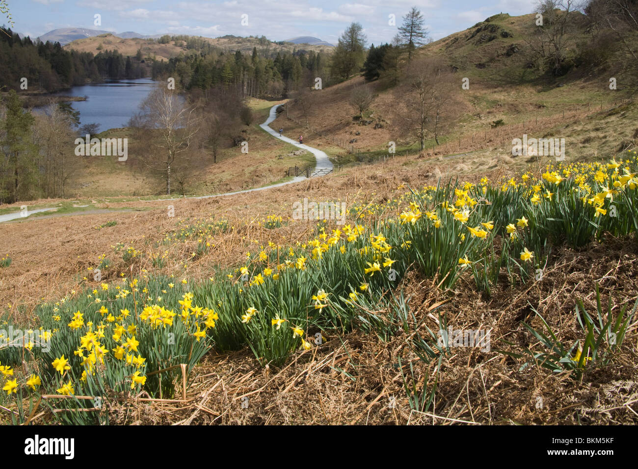 Lake District Cumbria Inghilterra England Regno Unito aprile narcisi selvatici che crescono su pendii intorno Tarn Hows Foto Stock