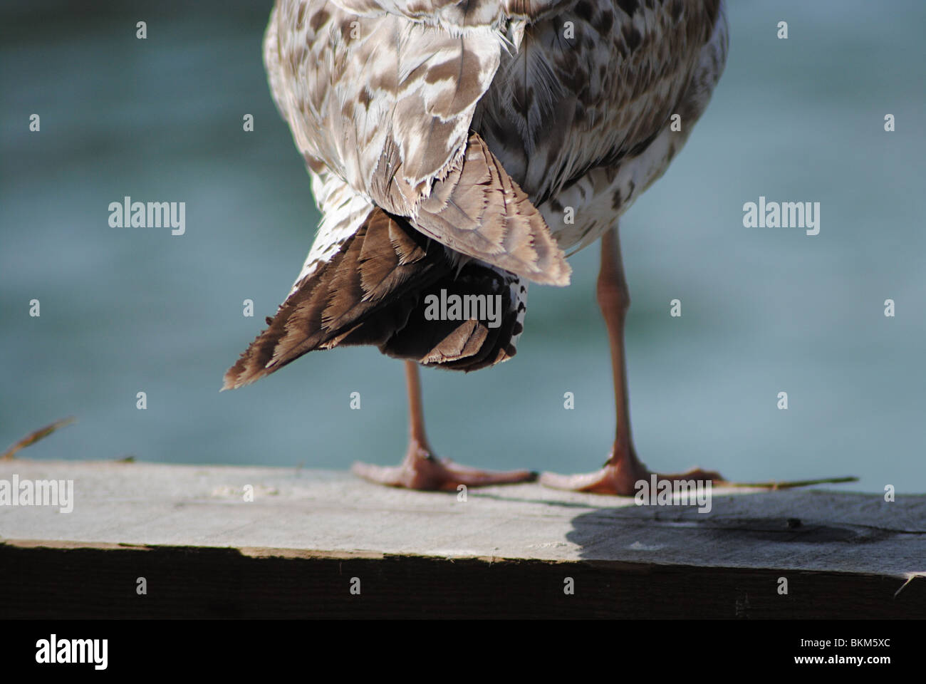 Seagull (aringa gabbiano) Foto Stock