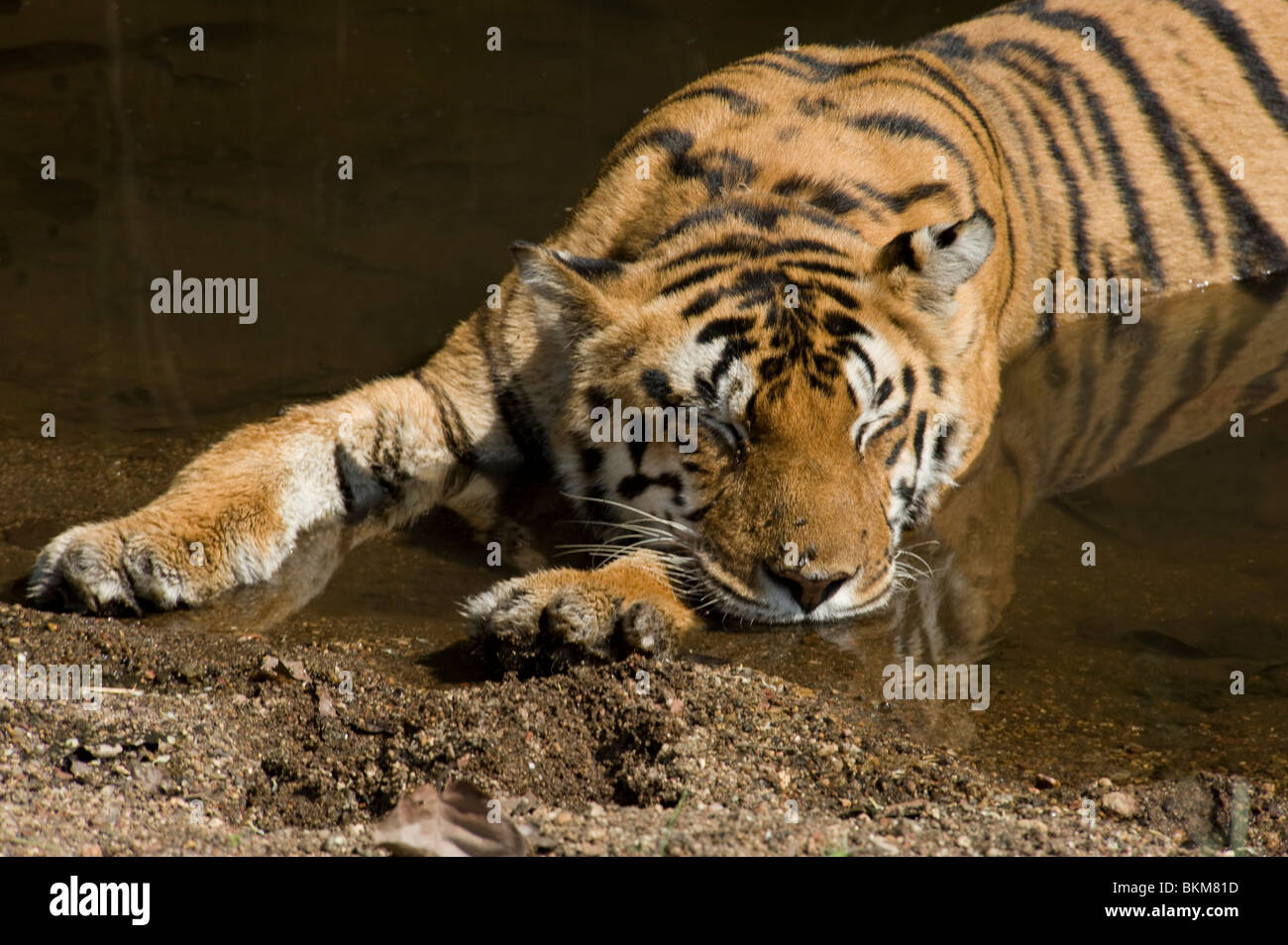 Tigre del Bengala e rilassante snoozing mediante raffreddamento in acqua Kanha NP, India Foto Stock