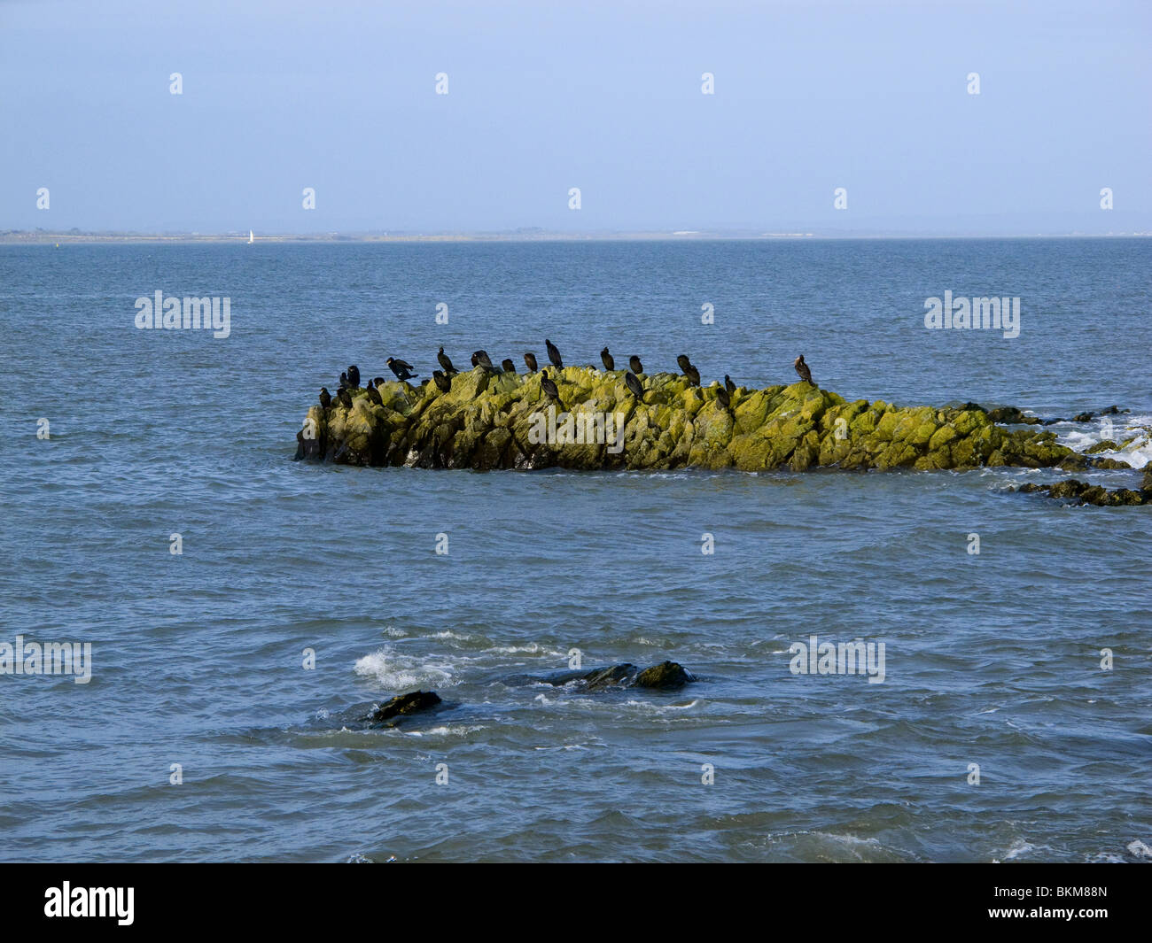 Cormorani raccolte sulle rocce dietro al porto a Skerries, regione settentrionale della contea di Dublino, Irlanda Foto Stock