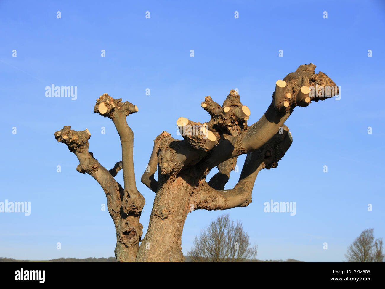 Pollarded alberi in Eastbourne, East Sussex, Inghilterra. Foto Stock