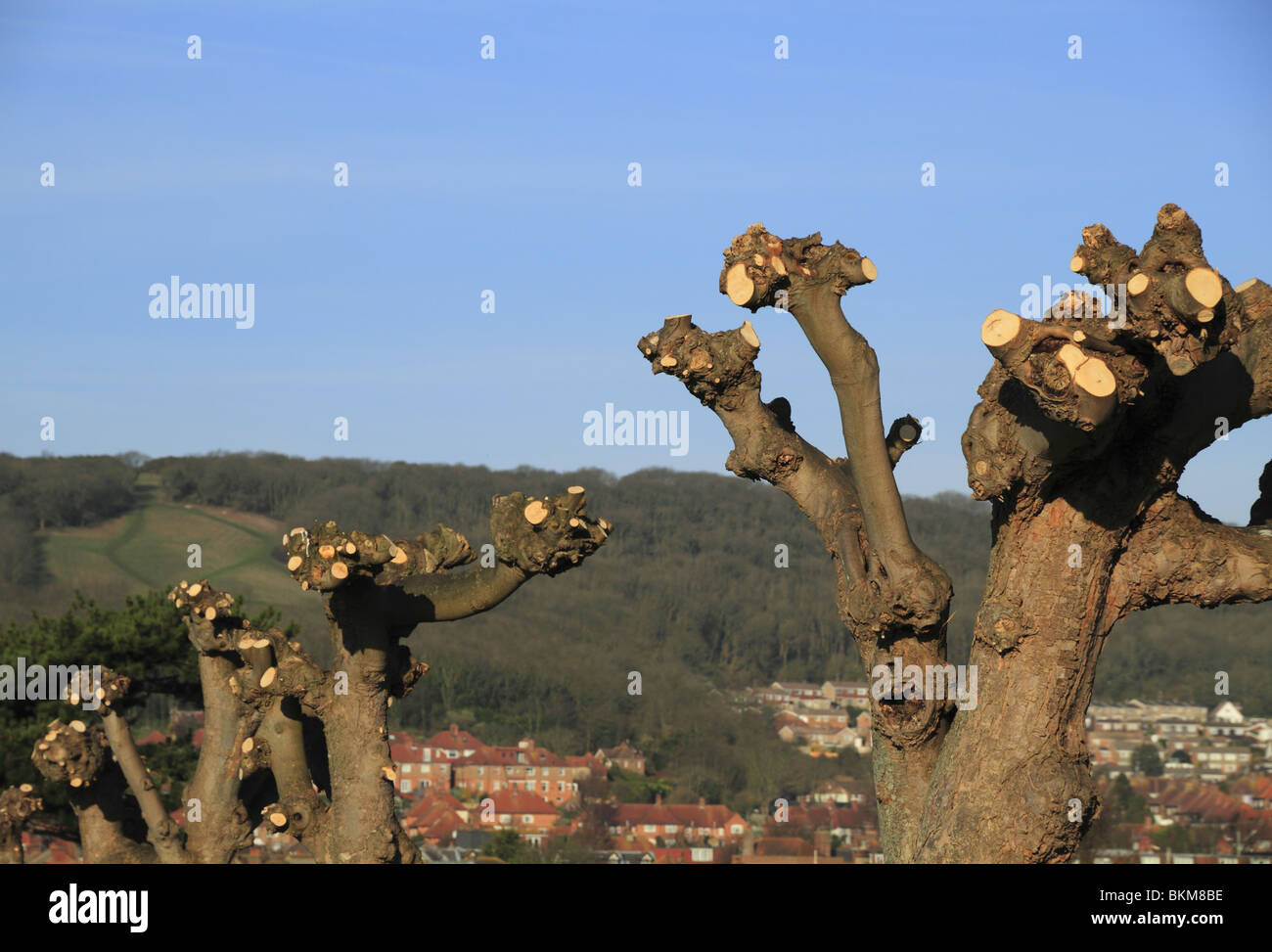 Pollarded alberi in Eastbourne, East Sussex, Inghilterra. Foto Stock