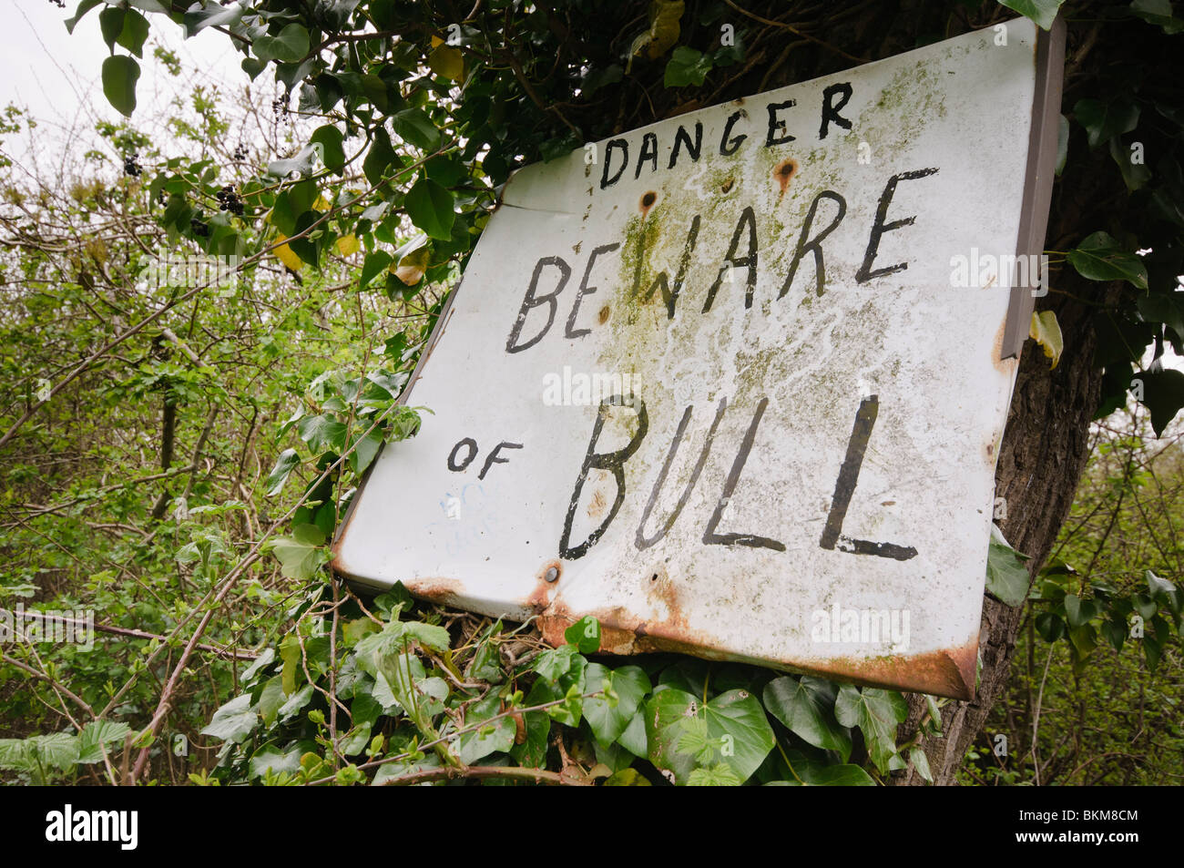Segno su un albero 'Drabbia - Attenzione di Bull' Foto Stock
