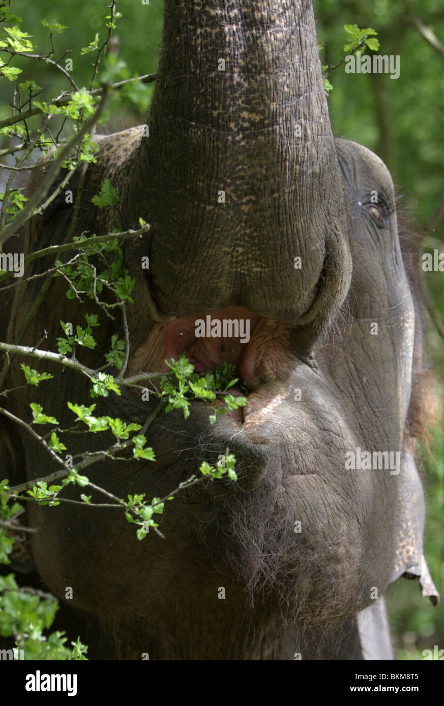 Un close up di un elefante indiano. Foto Stock