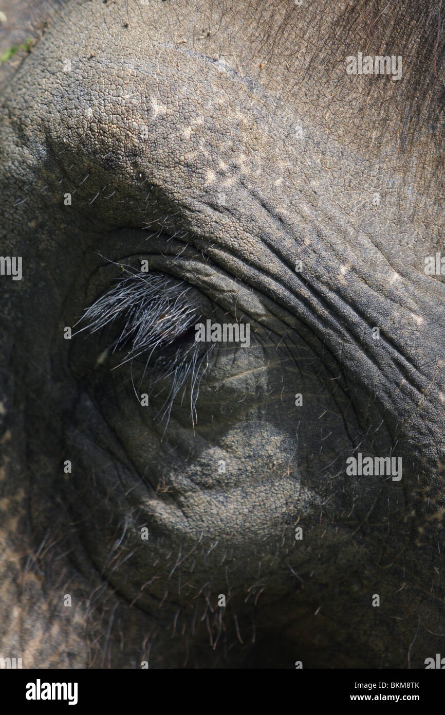 Un close up di un elefante indiano. Foto Stock