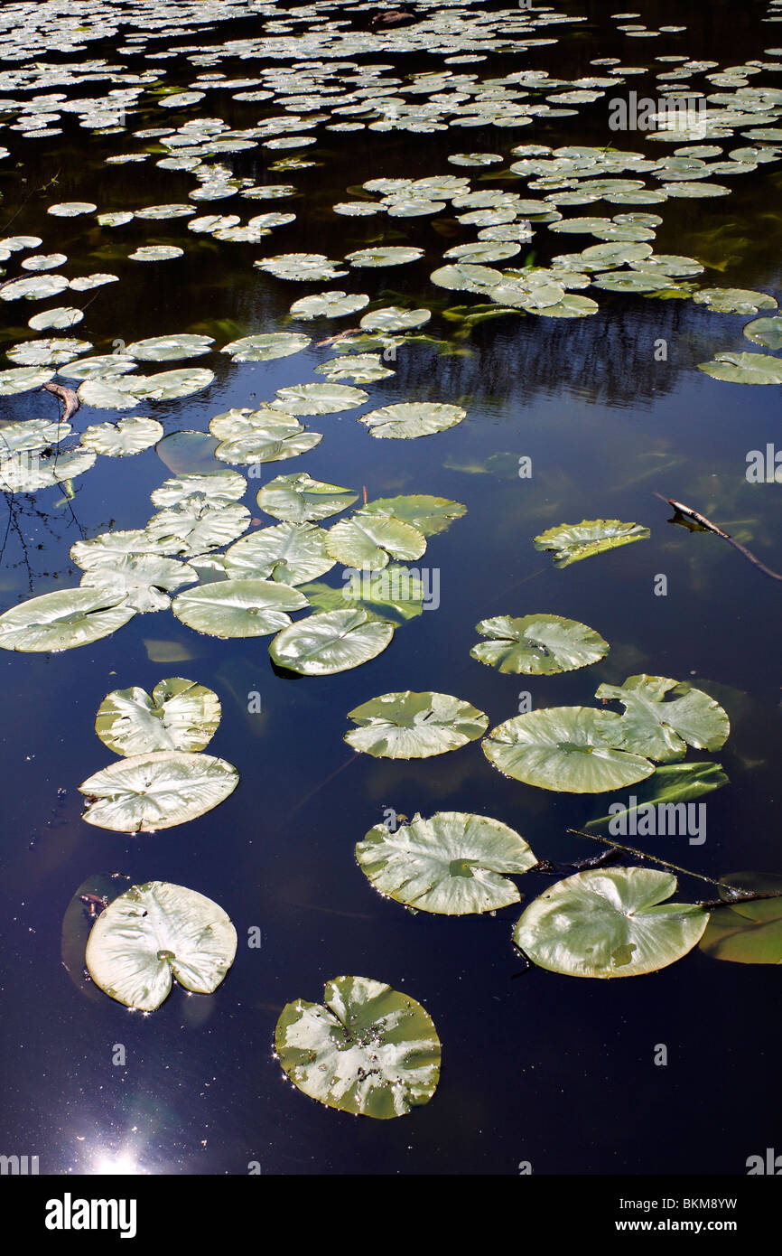 Lily Pad su Queen's mera lago, un'oasi su Wimbledon Common, Londra SW19 Inghilterra REGNO UNITO Foto Stock