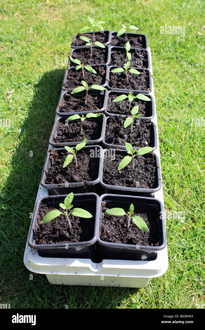 Il giardiniere del piacere di pomodoro ciliegino seedings di piante in vaso, Surrey in Inghilterra REGNO UNITO Foto Stock