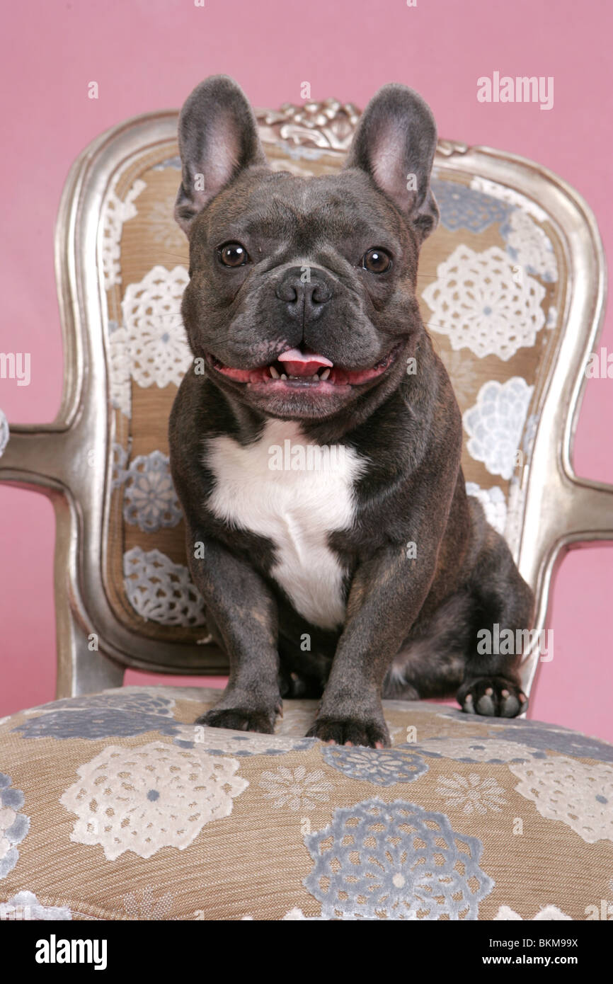 Bulldog francese sulla sedia Foto Stock