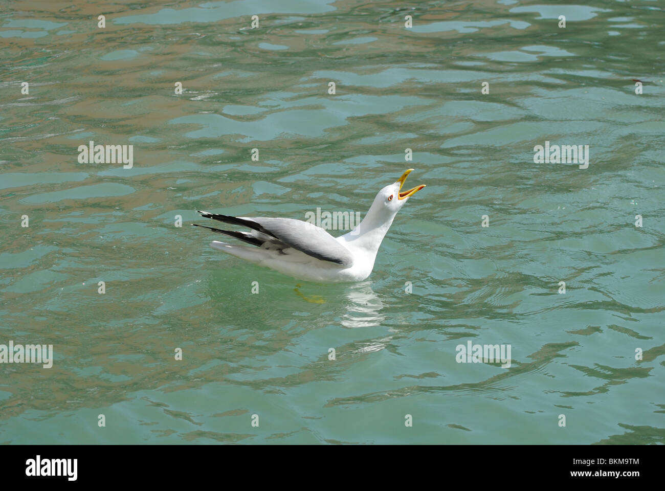 Seagull (aringa gabbiano) squaking, Venezia, Italia Foto Stock