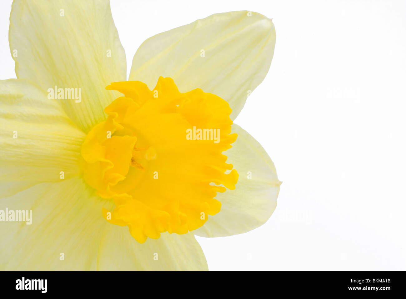 Daffodil isolato su bianco Foto Stock