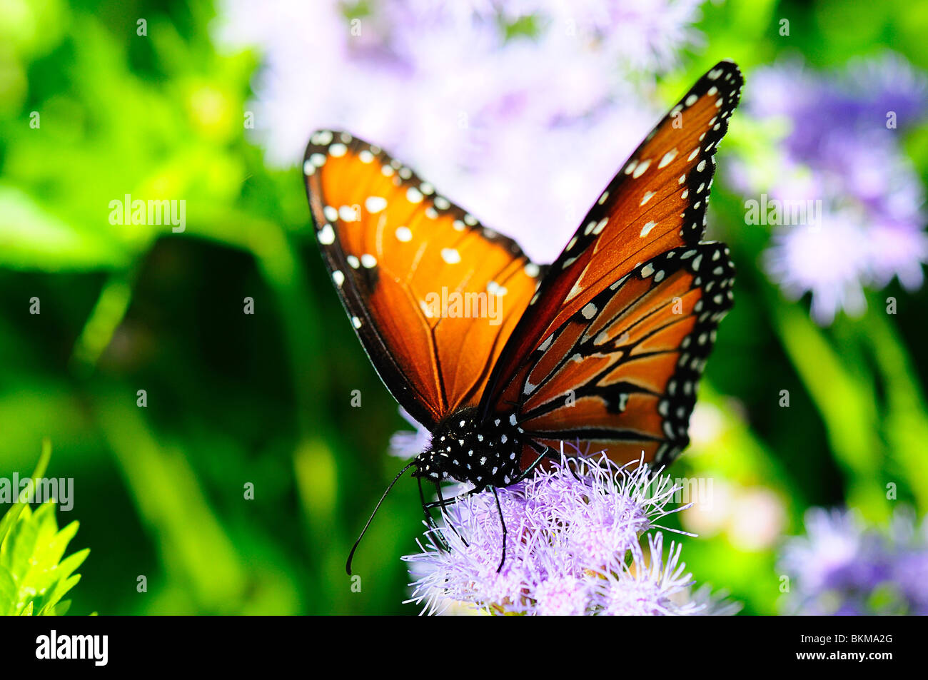Regina di alimentazione a farfalla su un fiore Foto Stock