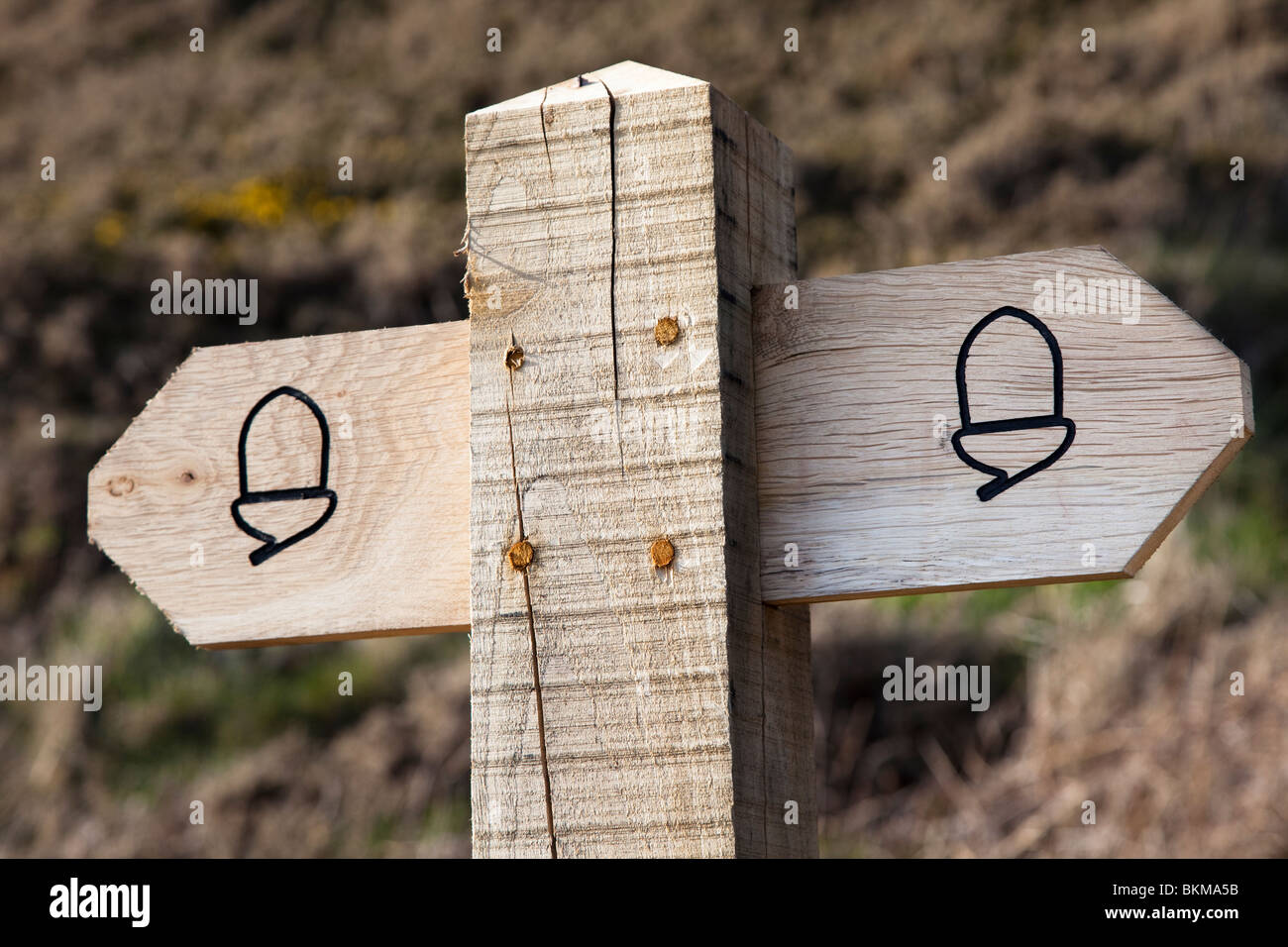 Oak segnavia post con acorn segno per il Pembrokeshire Coast Path Manorbier Wales UK Foto Stock