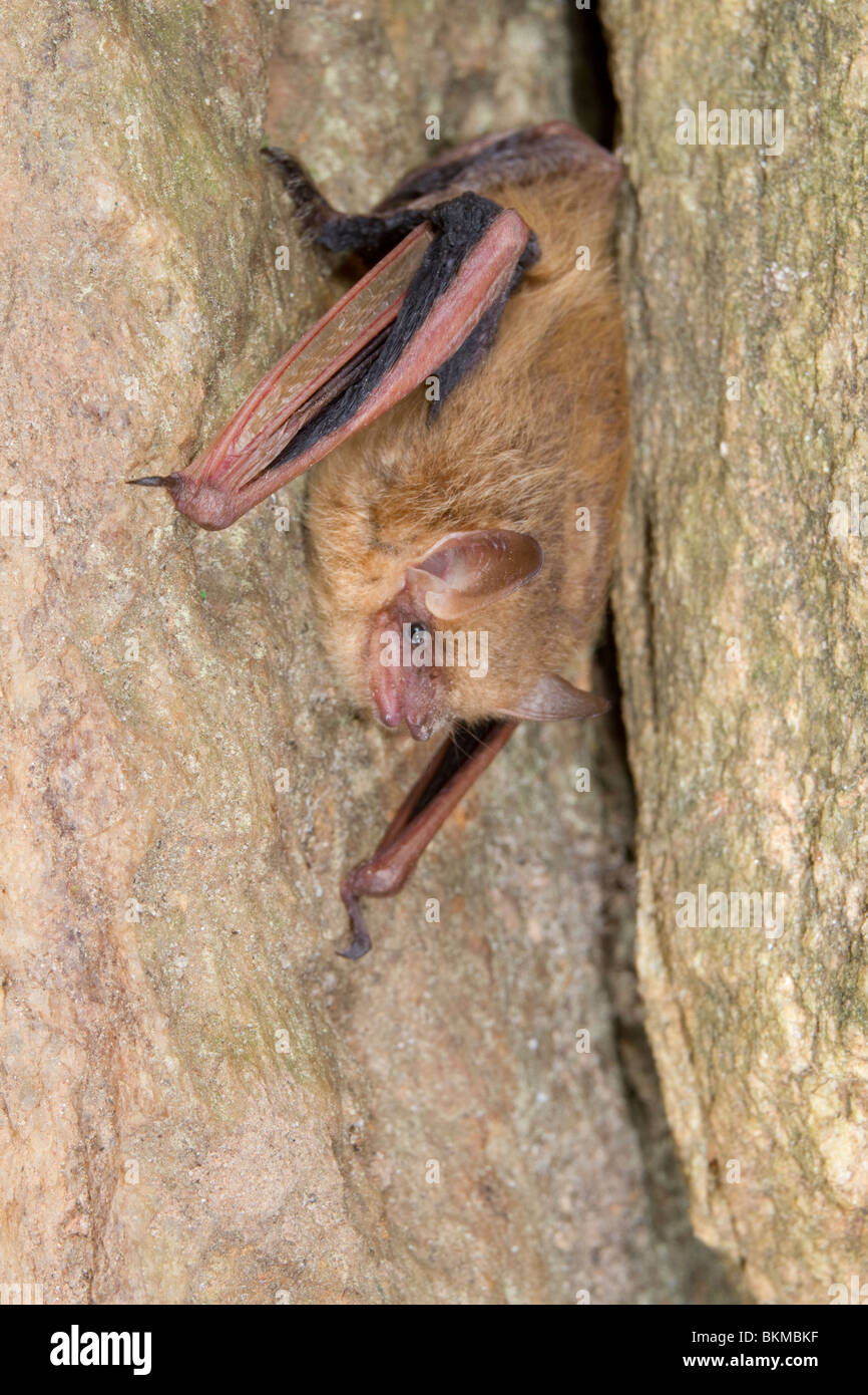 Tri-bat colorati o orientale (pipistrelle Pipistrellus [Perimyotis] subflavus), Georgia, Stati Uniti d'America. Foto Stock