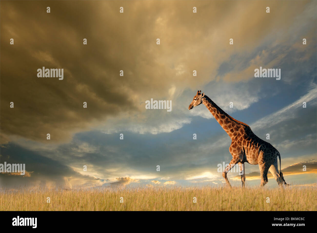 Una giraffa camminando sulle pianure africane contro un cielo drammatico Foto Stock