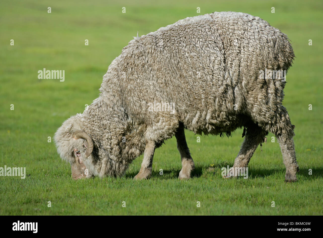 Un merino pecore al pascolo su lussureggianti e verdi pascoli Foto Stock