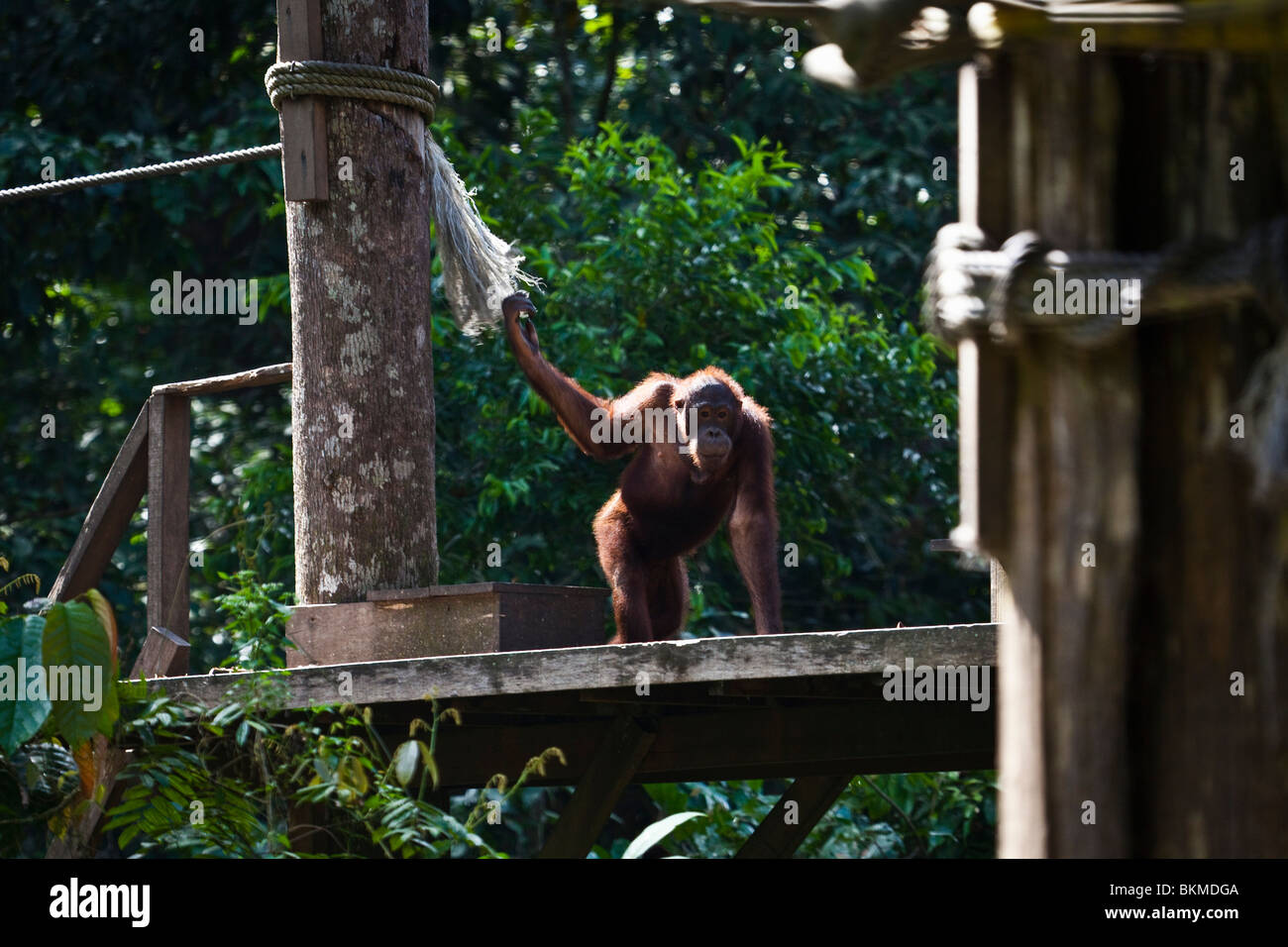 Orangutan sulla piattaforma di alimentazione in corrispondenza di Sepilok Orangutan Centro di riabilitazione. Sandakan, Sabah Borneo Malese. Foto Stock