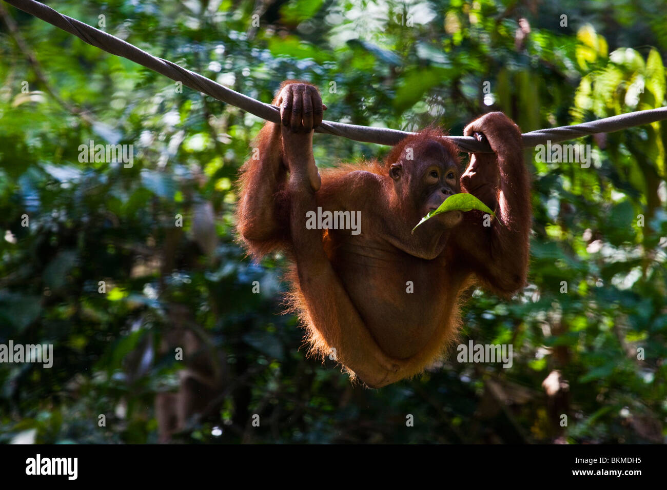(Orangutan Pongo pygmaeus) al centro di riabilitazione di Sepilok Orangutan. Sandakan, Sabah Borneo Malese. Foto Stock