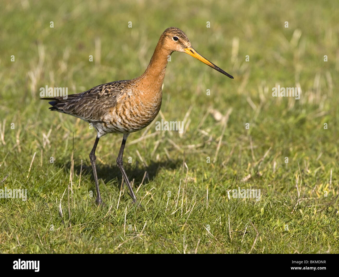 Nero-tailed godwit Foto Stock