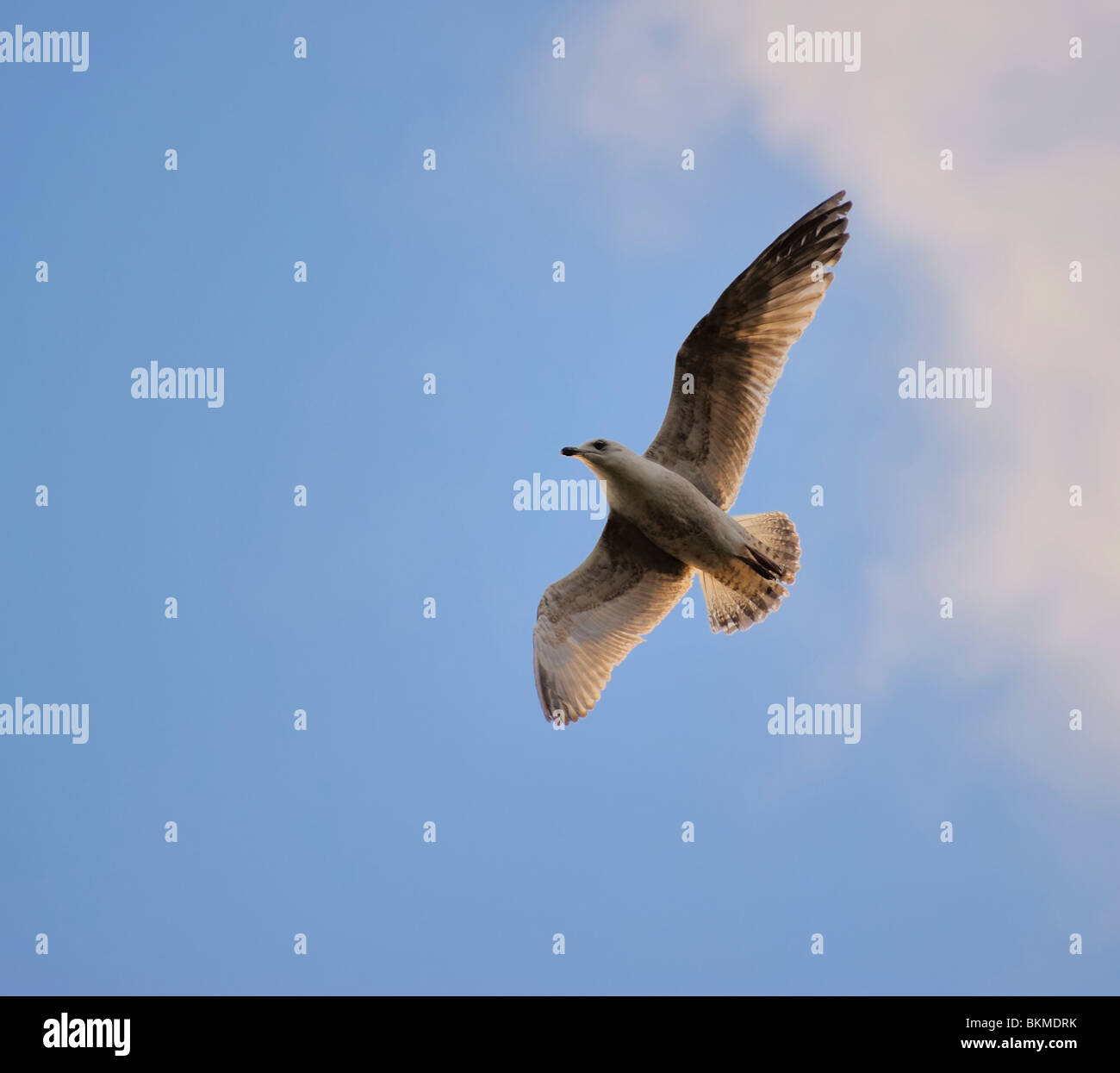 Aringhe giovani gabbiano volare nel cielo blu, la direzione di rotazione Foto Stock