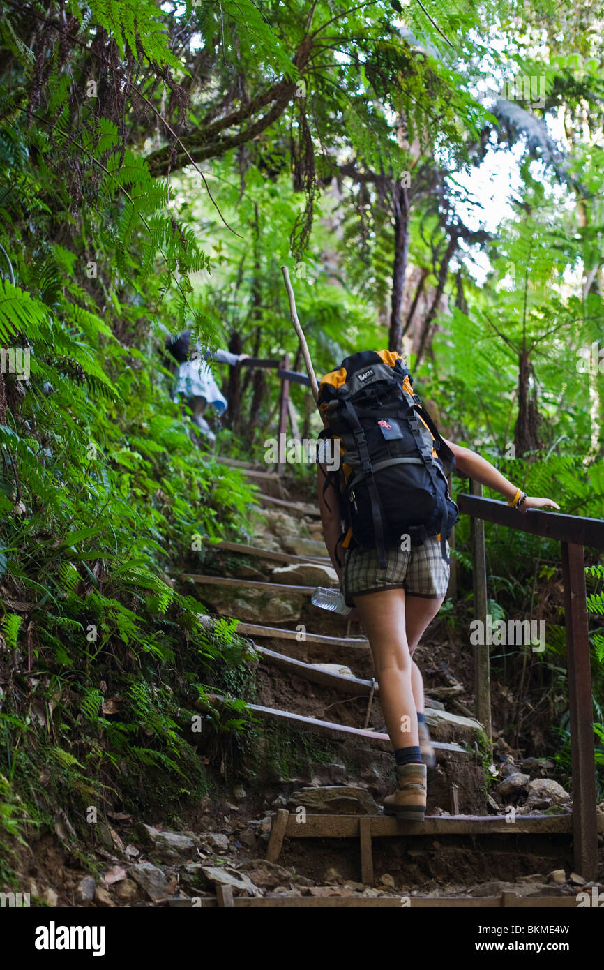 Escursioni a piedi attraverso la foresta tropicale sul Mt Kinabalu summit trail. Kinabalu National Park, Sabah Borneo, Malaysia Foto Stock