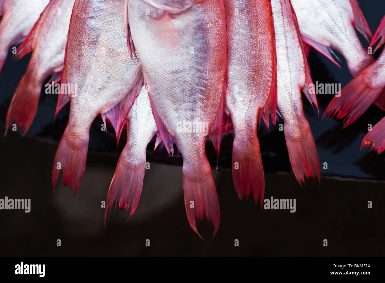 Pesce fresco per la vendita nel mercato notturno. Kota Kinabalu, Sabah Borneo Malese. Foto Stock