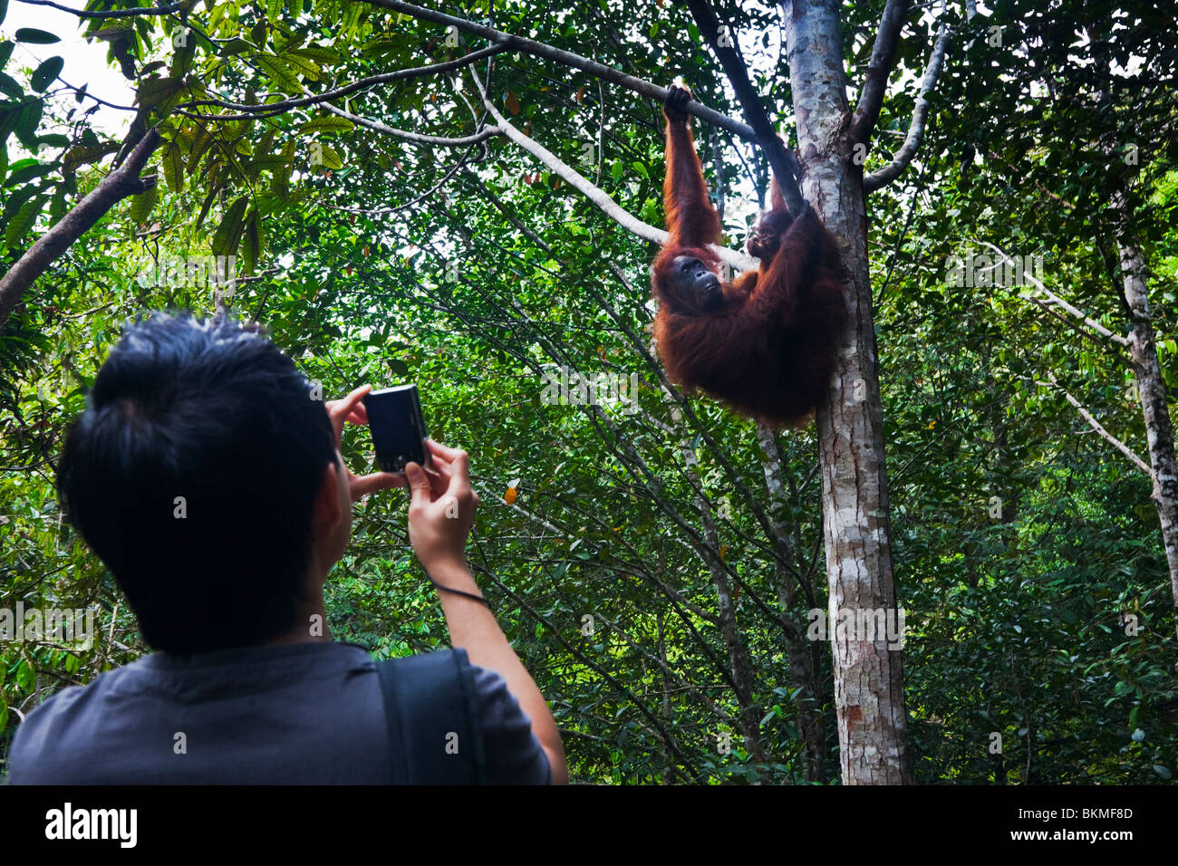 Tourist fotografare un orango tango (Pongo pygmaeus) all'Semenngoh Centro faunistico. Kuching, Sarawak, Borneo Malese. Foto Stock