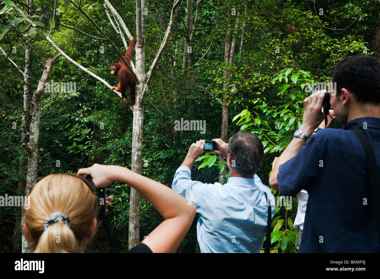 I turisti fotografare un orango tango (Pongo pygmaeus). Semenngoh Centro faunistico, Kuching, Sarawak, Borneo Malese. Foto Stock