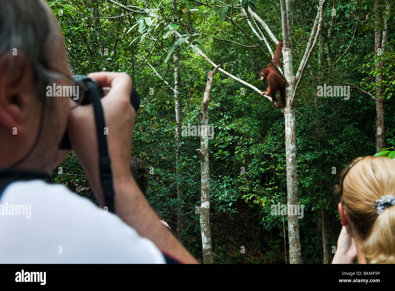 I turisti fotografare un orango tango a Semenngoh Centro faunistico. Kuching, Sarawak, Borneo Malese. Foto Stock