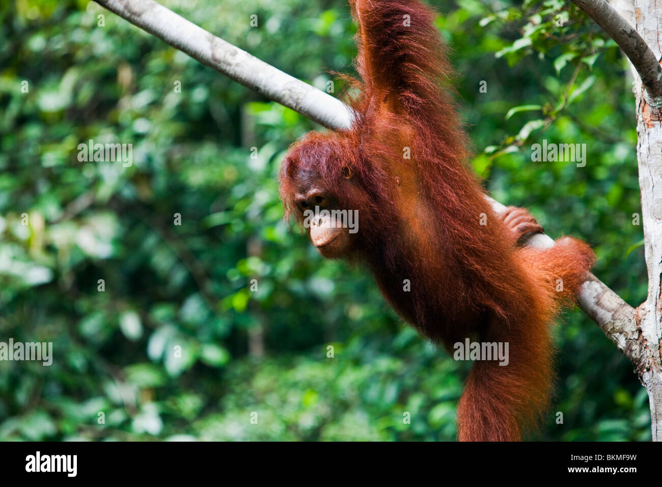 (Orangutan Pongo pygmaeus) appesi gli alberi all'Semenngoh Centro faunistico. Kuching, Sarawak, Borneo Malese. Foto Stock